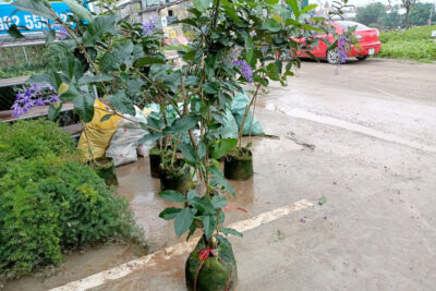 Cây giống hoa Mai xanh tại Vườn ươm
