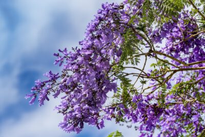 Cây hoa Phượng tím