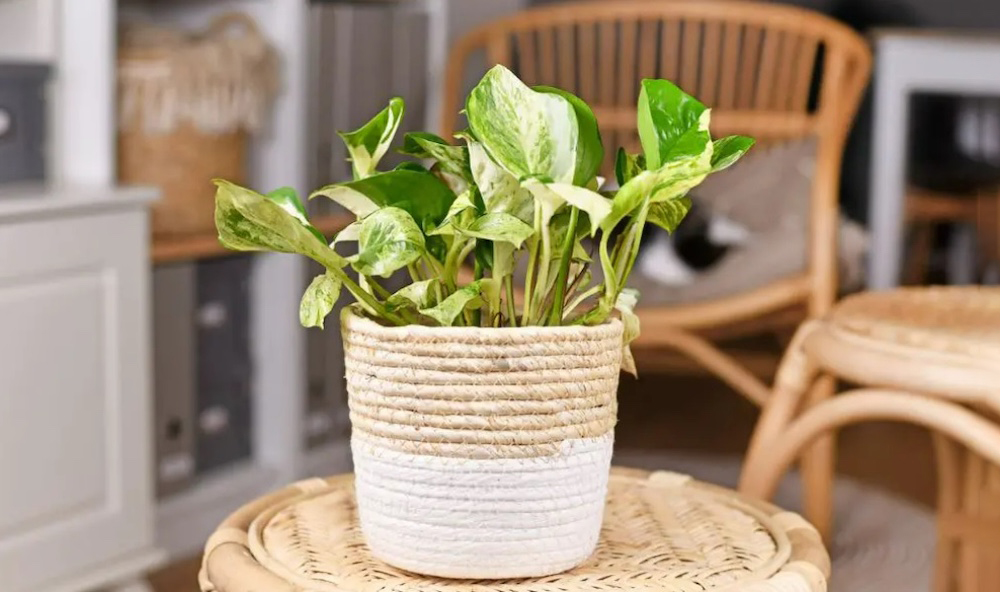 Vạn niên thanh lá vàng nhỏ xinh, để bàn đẹp lạ
