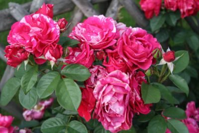 Hoa hồng Henri Matisse Rose