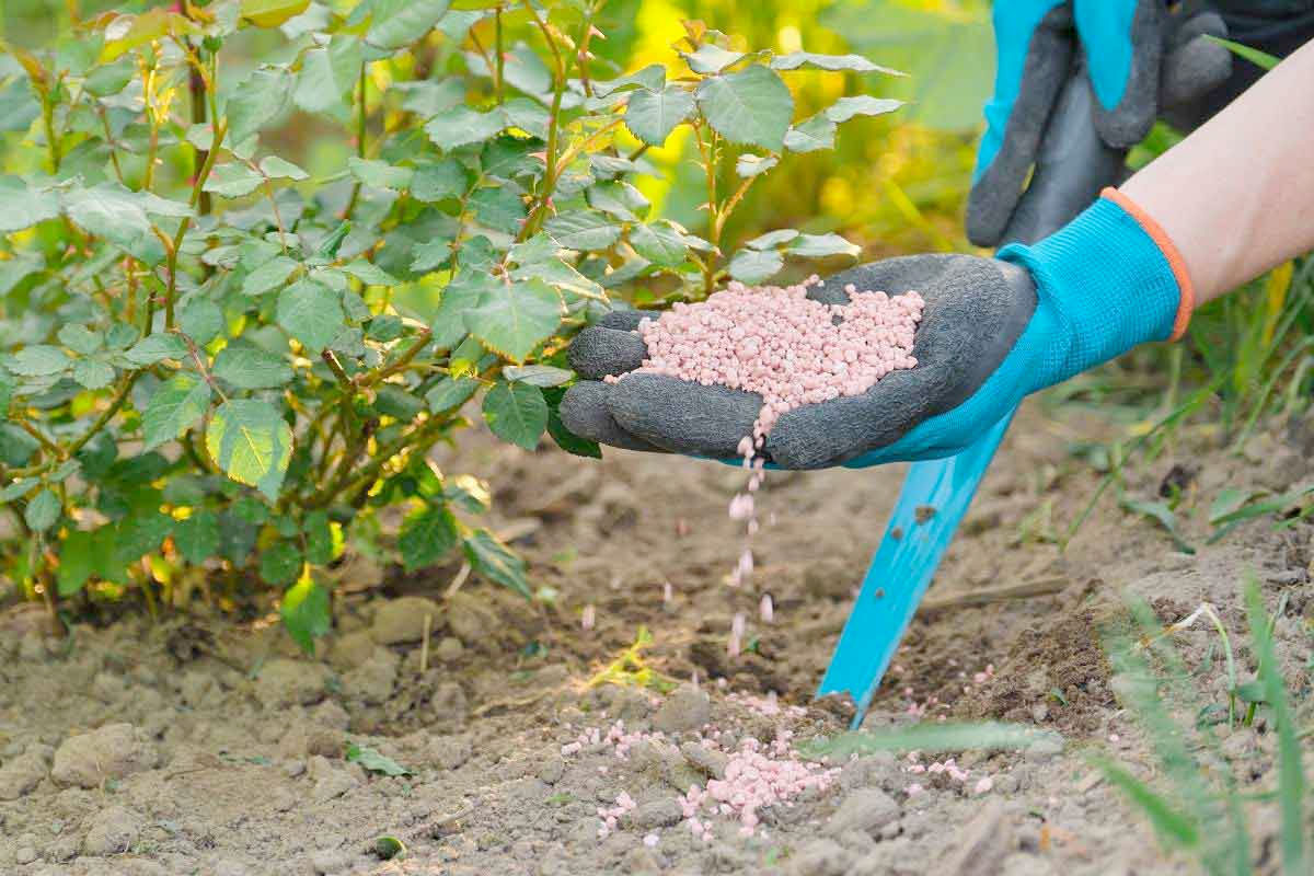Bón phân cho hoa Hồng giúp cây sinh trưởng khỏe, kháng bệnh và sai hoa