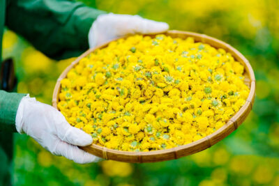 Hoa Cúc - Vị thuốc thần tiên của đất trời