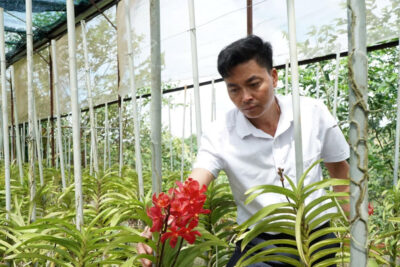 Vườn lan Mokara của anh Nguyễn Hữu Tao đang bắt đầu cho thu hoạch hoa